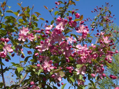 Kent parkta Blooming elma