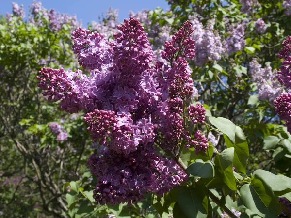 Fioritura Lilla Nell Orto Botanico — Foto Stock