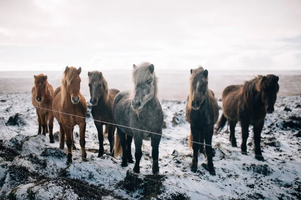 Flok Friroaming Islandske Heste Vinteren - Stock-foto