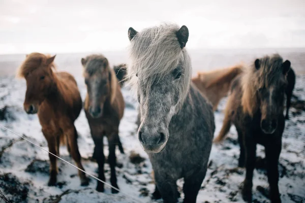 冬のアイスランドの馬を自由に歩き回っての群れ — ストック写真