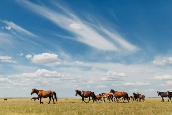 Mountain Landscape Grassing Horses — Stock Photo, Image