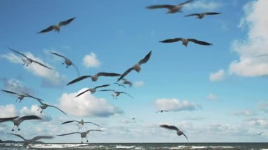a flock of seagulls fly in the sky over the sea on a sunny day
