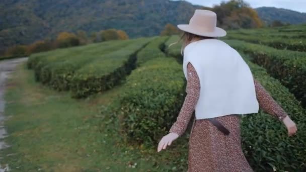 Ένα κορίτσι με ένα καφέ φόρεμα περπατά μέσα από φυτείες τσαγιού — Αρχείο Βίντεο