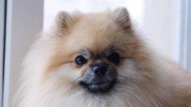 Pomeranian dog sits near the window and looks at the street