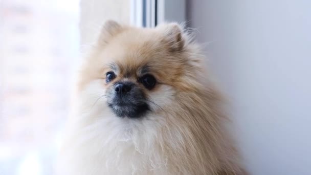 Pommerse hond zit bij het raam en kijkt naar de straat — Stockvideo
