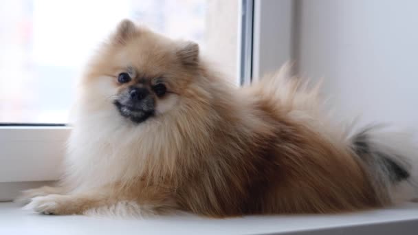 Pomerania perro se sienta cerca de la ventana y mira a la calle — Vídeos de Stock