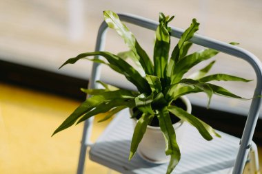 green houseplant on a stepladder against a yellow floor.