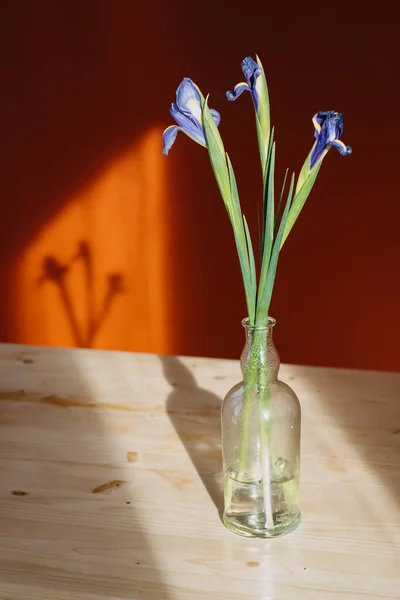 Irises close-up in a room near the window — Stok fotoğraf