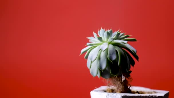 Spruzzando succulento in una pentola su uno sfondo rosso . — Video Stock