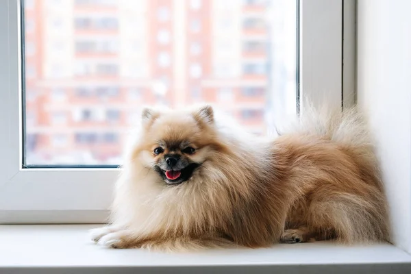 Cane Spitz seduto in quarantena sul davanzale della finestra e guardando fuori dalla finestra — Foto Stock