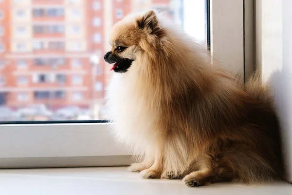 Cane Spitz seduto in quarantena sul davanzale della finestra e guardando fuori dalla finestra — Foto Stock