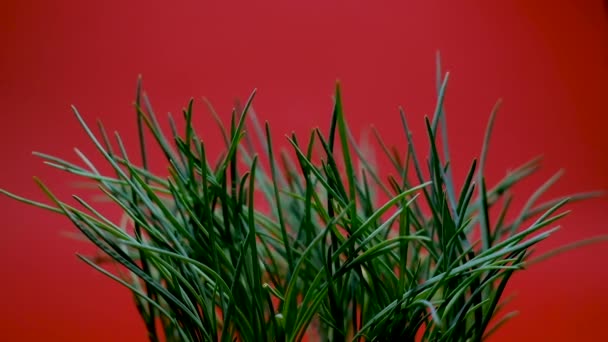 Green onion with dew drops with studio light. — Stock Video