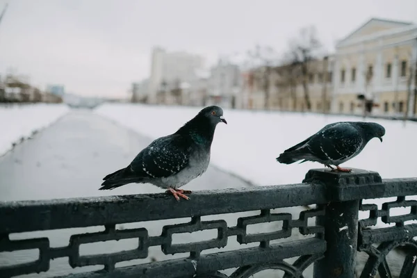 Curious gray pigeons are sitting on the railing of the bridge in the park winter — Stock Photo, Image