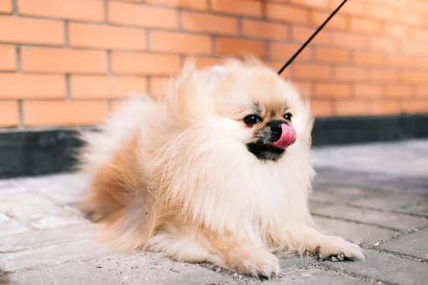 Pommerska Spitz hund ligger på trottoaren och slickar sin tunga — Stockfoto