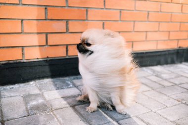 Pomeranian Spitz köpeği sokakta tasmasıyla kaldırımda yatıyor.