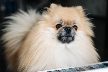 Pencereden dışarı bakan Pomeranya köpeği. yakın plan