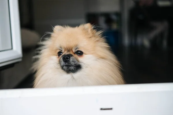 Dog Food in a Measuring Tank on the Background of the Dog Stock