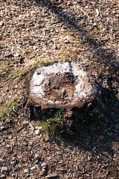 Sawn stump with white juice in spring close-up — Stock Photo, Image