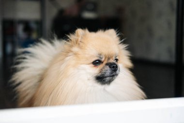 Pencereden dışarı bakan Pomeranya köpeği. yakın plan
