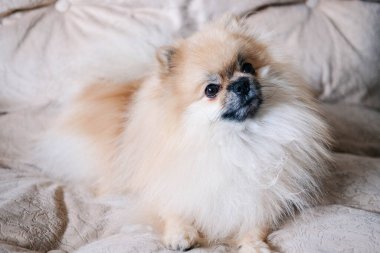 Pomeranian köpeği kanepede yatıyor ve üzgün.. 