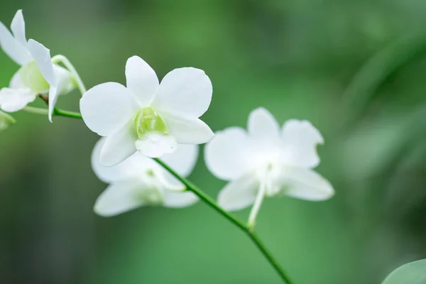 White orchid on a bunch of flowers.