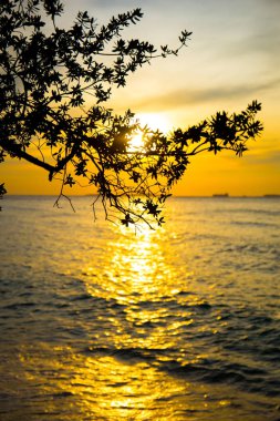 Bir ağaç dalı arka plan günbatımı ve güzel deniz silüeti 