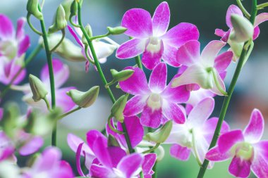 Mor orkideler tomurcukları ile çiçeklenme.