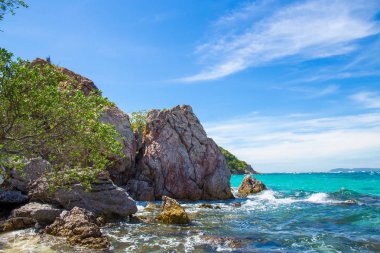 Ağaç deniz kenarında güzel bir kayalık plaj.