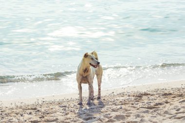 Gün batımında sahilde bekleyen bir köpek.