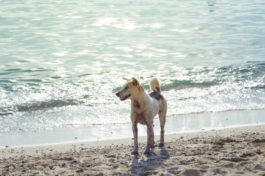 Gün batımında sahilde bekleyen bir köpek.