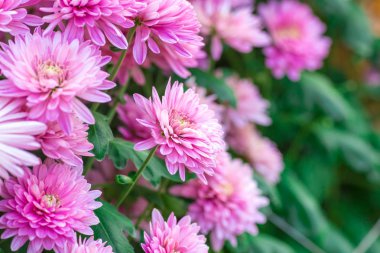 bahçede Kasımpatı pembe çiçekler.