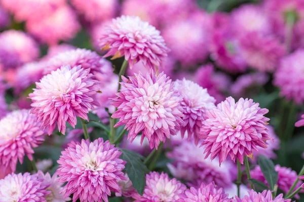 Chrysanthème Fleurs roses dans le jardin . — Photo