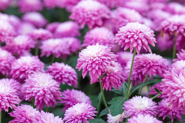 Chrysanthemum pink flowers in the garden. — Stock Photo, Image