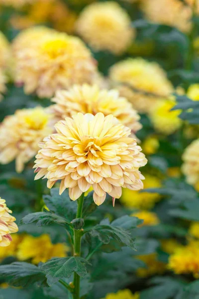 Chrysanthemum yellow flowers in the garden. — Stock Photo, Image