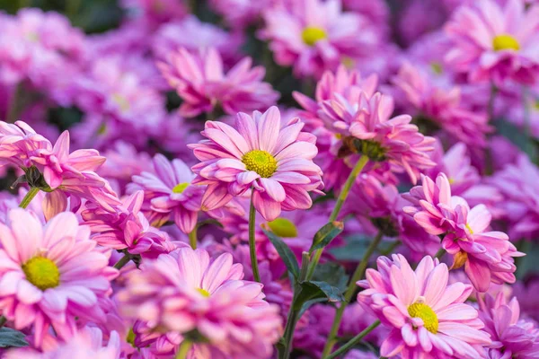 Chrysanthemum pink flowers in the garden. — Stock Photo, Image