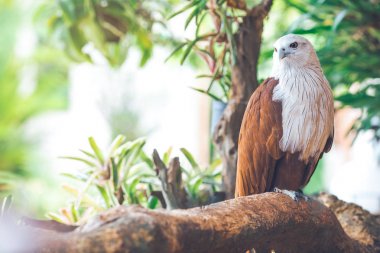 Dal, yaprak oturan kartal yeşil doğa adam bulanık