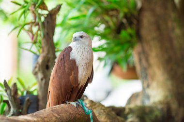 Dal, yaprak oturan kartal yeşil doğa adam bulanık