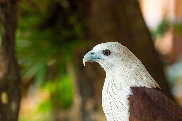 Fermer Tête d'aigle assise sur la branche, feuille floue vert na — Photo