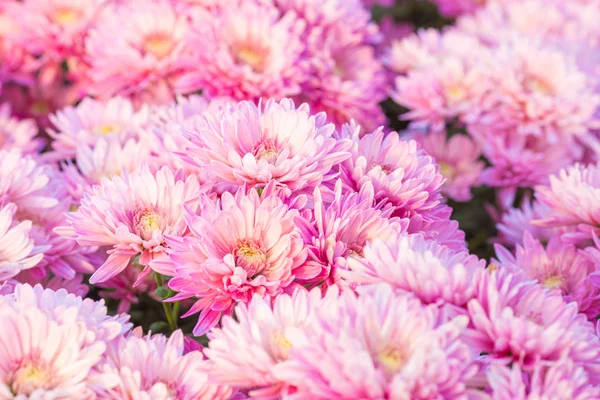 Chrysanthemum pink flowers in the garden. — Stock Photo, Image