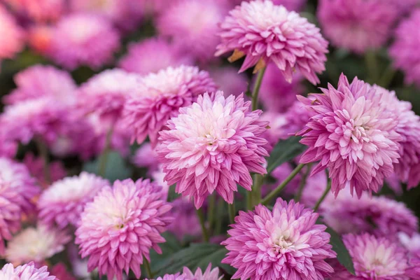 Chrysanthemum pink flowers in the garden. — Stock Photo, Image