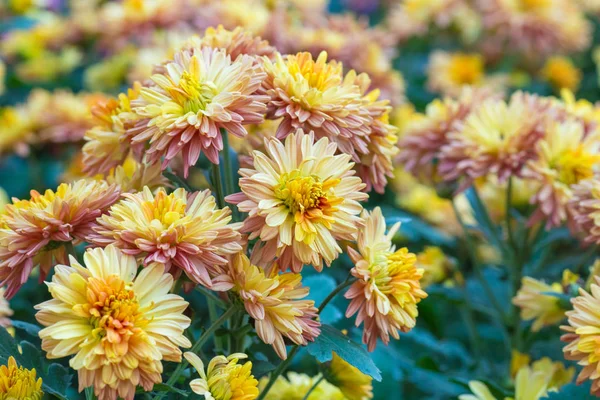 Chrysanthemum yellow. flowers in the garden. — Stock Photo, Image