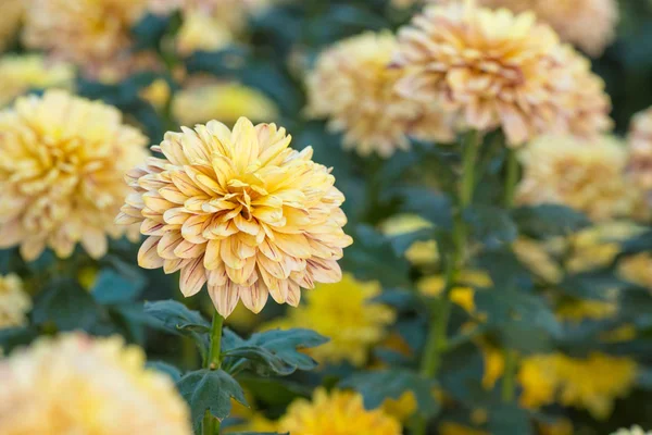 Chrysanthemum yellow. flowers in the garden. — Stock Photo, Image