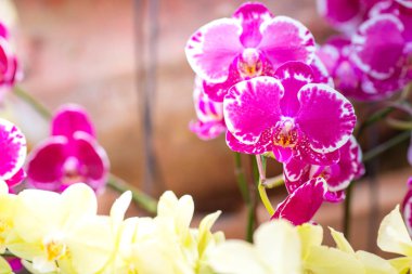 Mor orkide cins bahçede önümüzdeki.