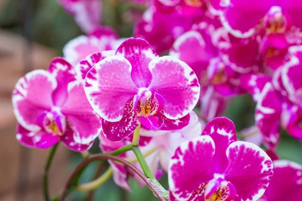 Mor orkide cins bahçede önümüzdeki.