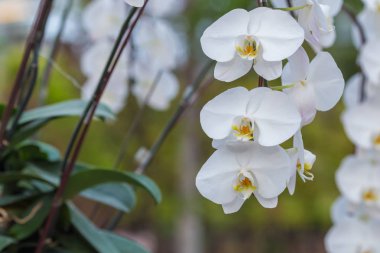 Beyaz Orkide cins bahçede önümüzdeki.