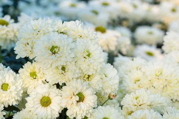 Chrysanthemum white flowers in the garden. — Stock Photo, Image