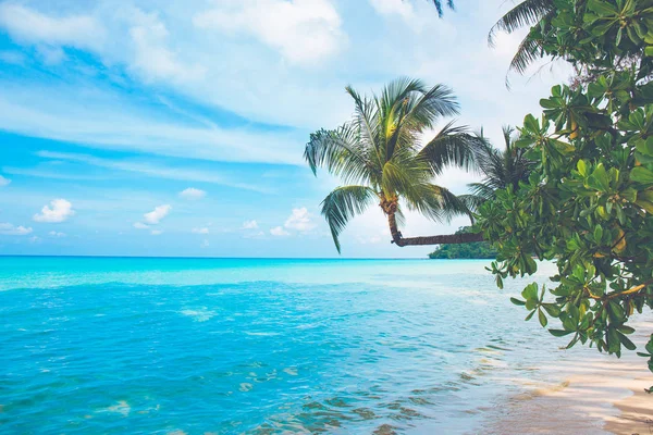 Açık bir gökyüzünde denize bakan hindistan cevizi ağaçları, Koh Ko.