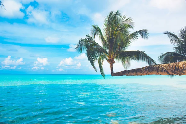 Açık bir gökyüzünde denize bakan hindistan cevizi ağaçları, Koh Ko.