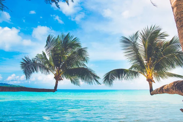 Açık bir gökyüzünde denize bakan hindistan cevizi ağaçları, Koh Ko.