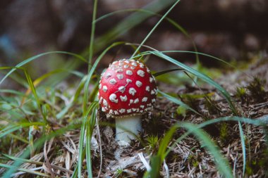 Güzel kırmızı zehirli mantarlar çimenlerdeki ağaçlarda uçar.